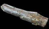 Dimetrodon Spine (Vertebrae Process) Section - Texas #67818-1